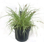 Carex hachijoensis "Evergold"  -  Segge  -Gräser