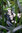Ophiopogon planiscapus  Niger- Schwarzer Schlangenbart  -Gräser