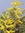 Corydalis wilsonii Lerchensporn