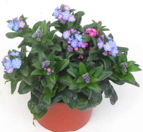 Myosotis Hybrida "Myomark" Stauden- Vergissmeinnicht