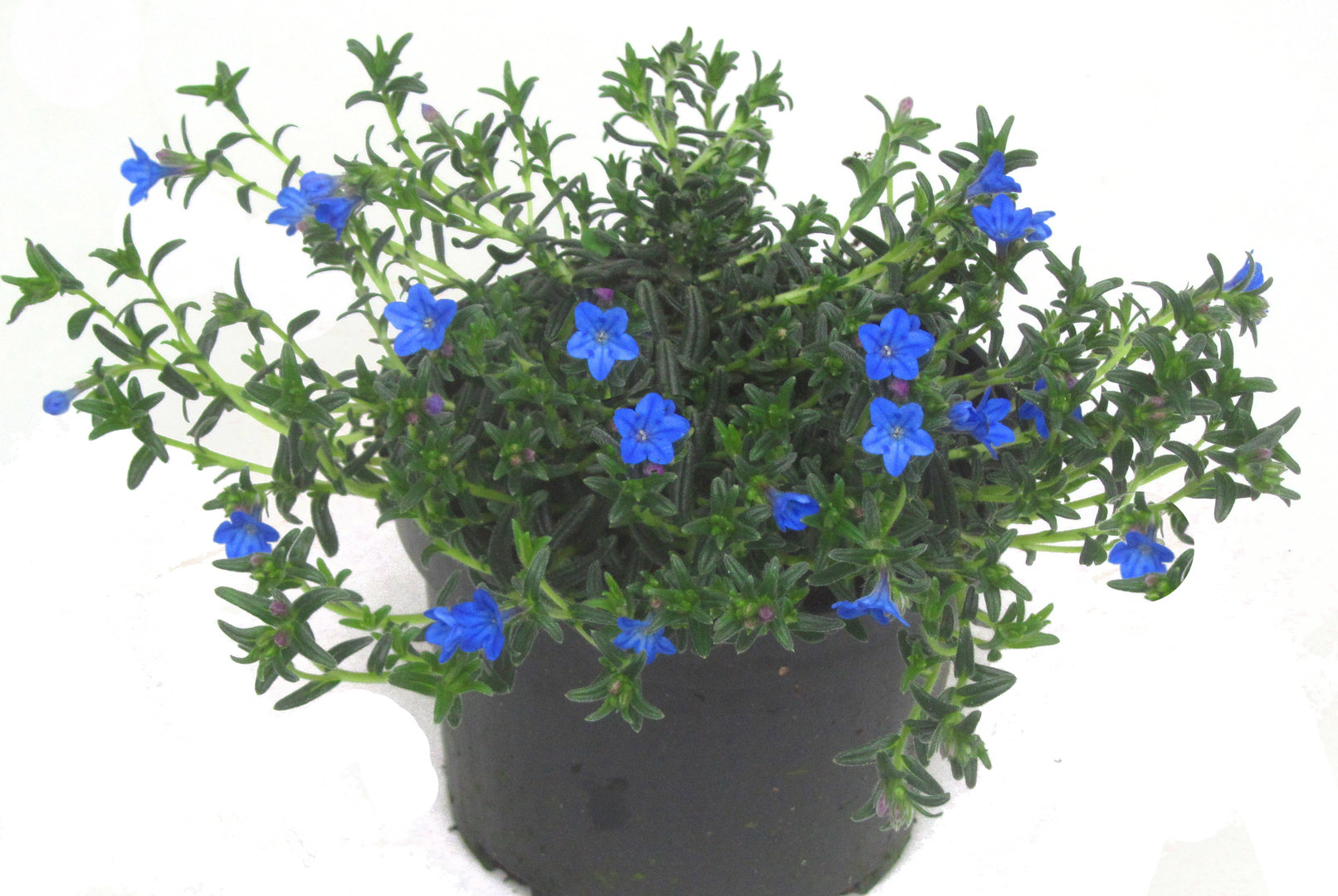 Lithodora Diffusa   Steinsame blau