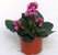 Bergenia Hybrida "Winter-Kristall" - Bergenie dunkelrosa