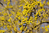 Cornus mas - Kornelkirsche