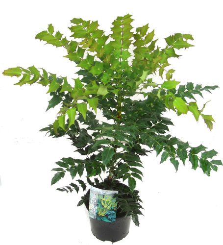 Mahonia media 'Winter Sun'-  Immergrüne Mahonie