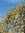 Salix caprea pendula   - Hängende Kätzchenweide