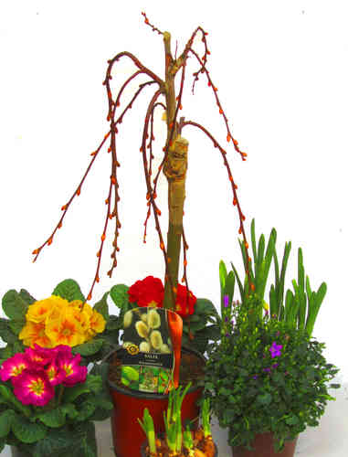 Salix caprea pendula   - Hängende Kätzchenweide