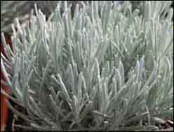 Silberlaubige Pflanzen