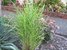 Miscanthus sinensis "Strictus" -  Zebraschilf   -Gräser