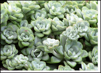 Sedum spathulifolium  'Cape Blanko'
