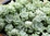 Sedum spathulifolium 'Cape Blanko'