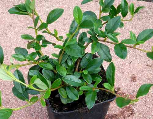 Cotoneaster dammeri 'Radicans'     immergrüner Teppichmispel