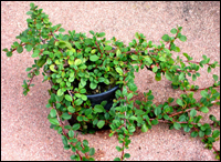 Cotoneaster microphyllus   Kissenmispel