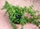 Cotoneaster microphyllus Kissenmispel