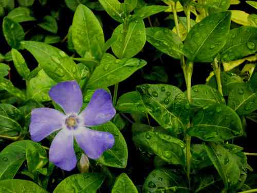 Vinca minor    kleinblättriges Singrün, Immergrün