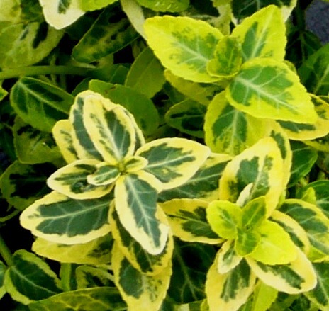 Euonymus furtunei Emerald'n Gold  -  Immergrüne Kriechspindel
