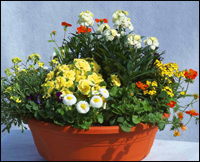 Schale bepflanzt 35 cm mit blühender Sommerbepflanzung