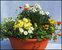 Schale bepflanzt 35 cm mit blühender Sommerbepflanzung