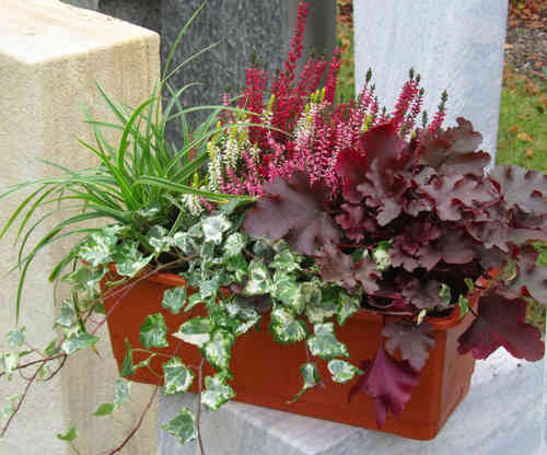 Bepflanzter Blumenkasten 50 cm wintergrün im Bewässerungskasten