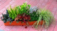 Bepflanzter Balkonkasten 80 cm wintergrün im Bewässerungskasten