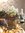 Helleborus niger Verboom Beauty - Christrose.  Schneerose oder Nieswurz 12 cm Topf