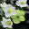 Helleborus niger- Christrosen  Schneerose oder Nieswurz 12 cm Topf