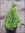 Picea glauca conica - Zuckerhutfichte