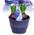 Hyacinthus orientalis -- Hayzinthe blau