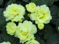 Primula BELARINA 'Cream '-   Rosenprimel - Staudenprimel  gefüllt Duftpflanze
