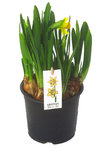 Narcissus pseudonarcissus  - Narzissen / Osterglocken  -  Tête à Tête kleinblumig