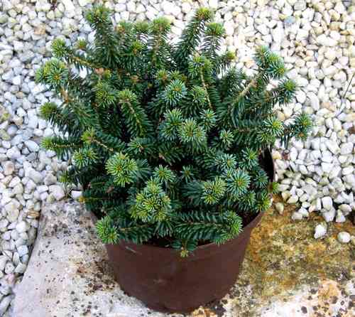 Abies balsamea Nana - Niedrige Balsamtanne