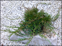 Juniperus horizontalis glauca - blauer Teppichwachholder