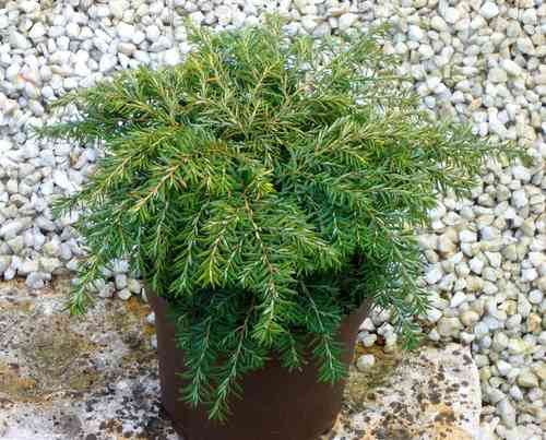 Tsuga canadensis nana - kleine Hemmlockstanne