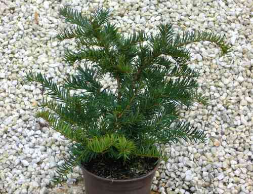 Taxus baccata repandens - niedrig bleibende Zwergeibe