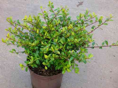 Ilex crenata Glory Gem -  Bergilex