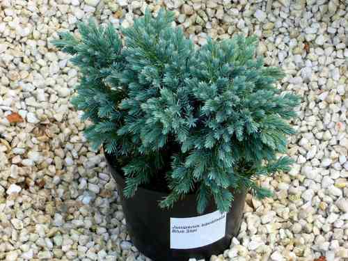 Juniperus squamata `Blue Star` - Blauer Zwergwachholder