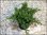 Juniperus procumbens nana - Japanischer Kriechwachholder