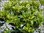 Osmanthus heterophyllus variegata - Ilexblättrige Duftblüte