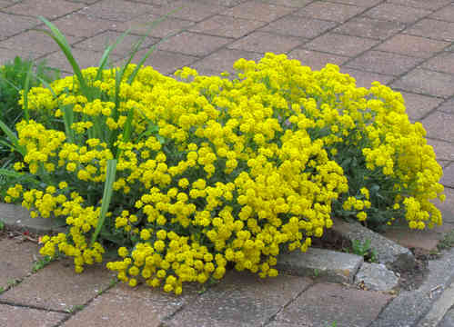 Alyssum (Aurinia) saxitalis- Felsensteinkraut