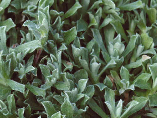 Anaphalis alpicola - Teppich Perlkörbchen