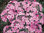 Androsace sarmentosa - Mannschild