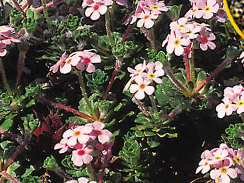 Androsace sempervivoides - Tibet Mannsschild