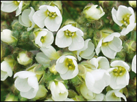 Draba - Hungerblümchen / Siberwurz