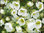 Draba - Hungerblümchen / Siberwurz