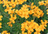 Draba brunifolia - Hungerblümchen gelb