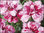 Dianthus gratianopolitanus - Pfingstnelke