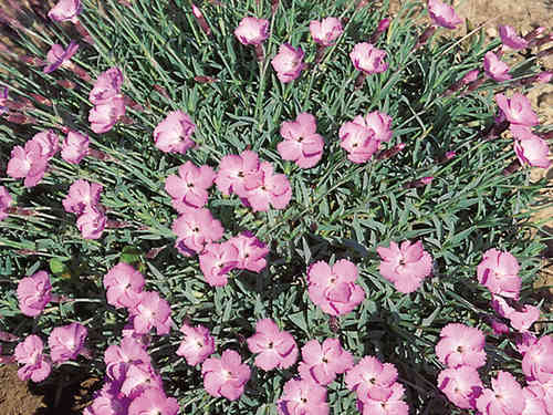 Dianthus gratianopolitanus La bourboule - Walfried Gem / Grenobler Nelke /Pfingstnelke / Felsennägel
