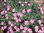 Dianthus gratianopolitanus La bourboule - Walfried Gem / Grenobler Nelke /Pfingstnelke / Felsennägel