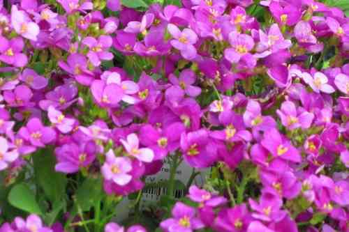 Arabis caucasica - Gänsekresse / Schaumkresse rosa