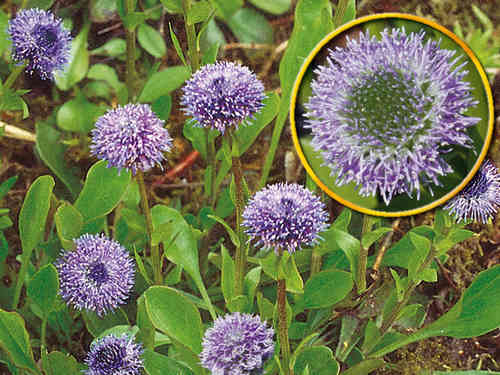 Globularia punctata - Echte oder gewöhnliche Kugelblume