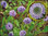 Globularia punctata - Echte oder gewöhnliche Kugelblume